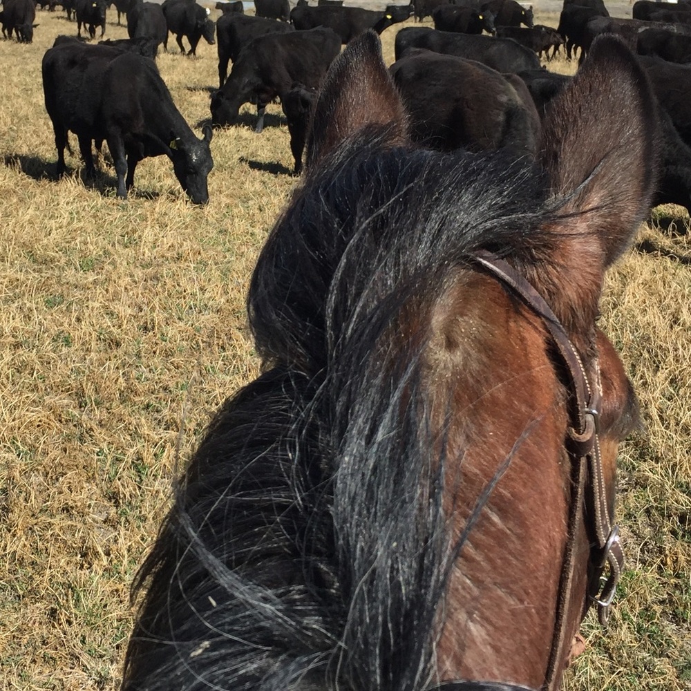 Meet your Posher, Christie